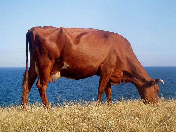 Красный прибалтийский скот